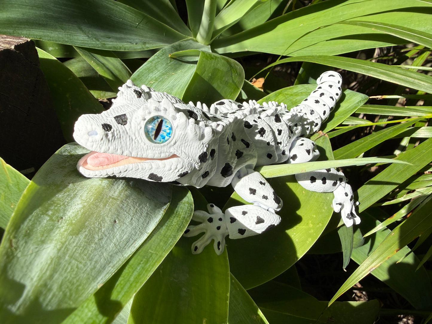 Dalmatian Gecko