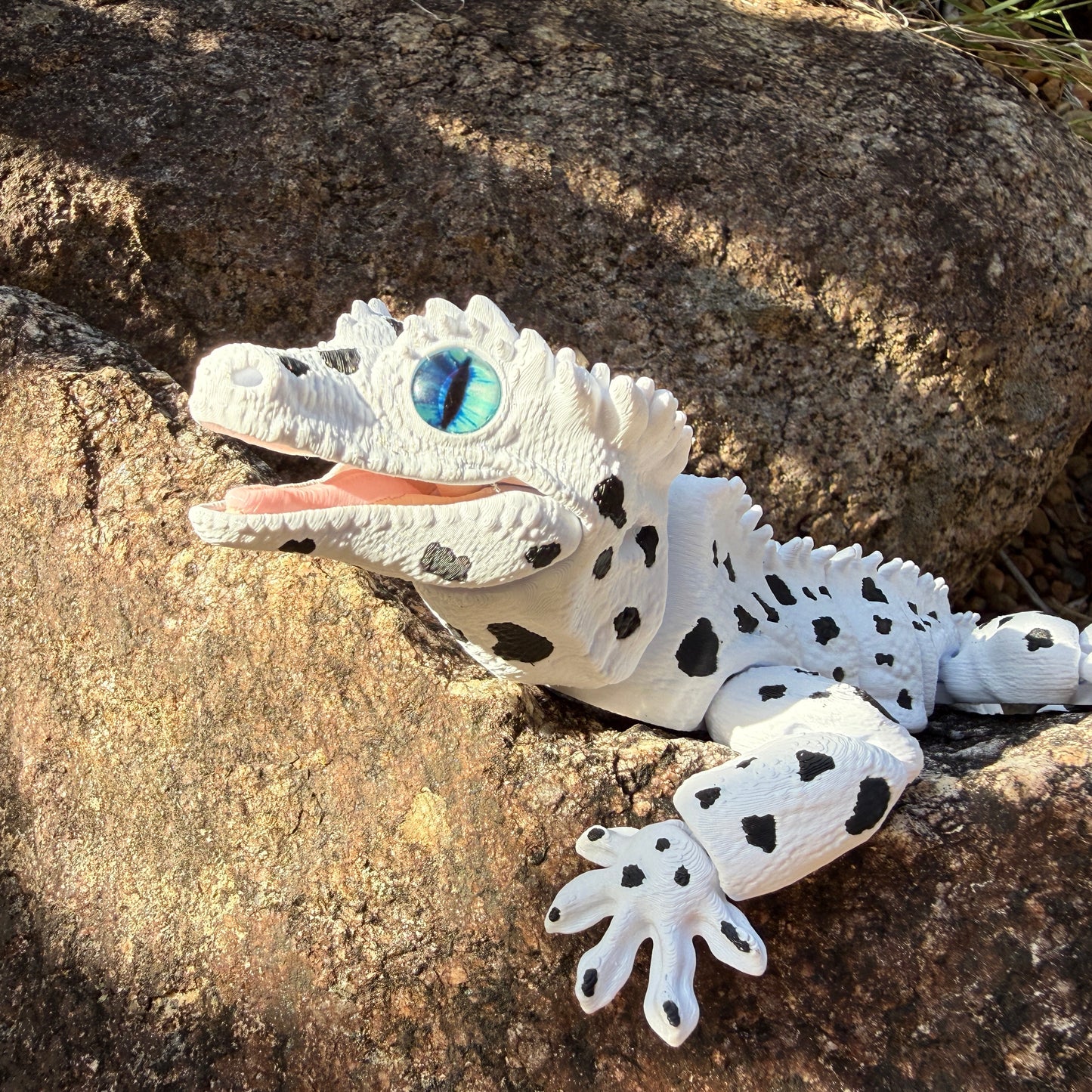 Dalmatian Gecko